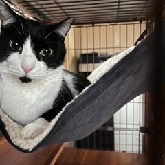 上級者むけ猫テン♂美形ハチワレ　預かり歓迎
