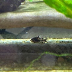 コリドラス　パレアタス（青コリ
）の画像