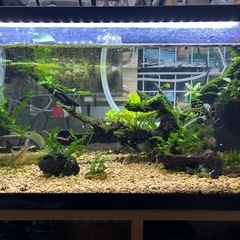 コリドラス　パレアタス（青コリ
）の画像