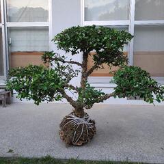 マッコウ　庭木　植物