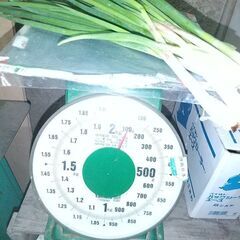 採れたてひともじ100ｇ