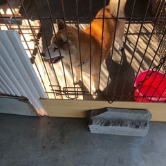 柴犬の里親