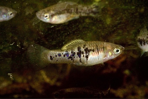 卵胎生メダカジフォフォールス エブリナエ テコルティア リバー1ペア