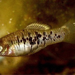 卵胎生メダカジフォフォールス　エブリナエ　テコルティア　リバー1ペア