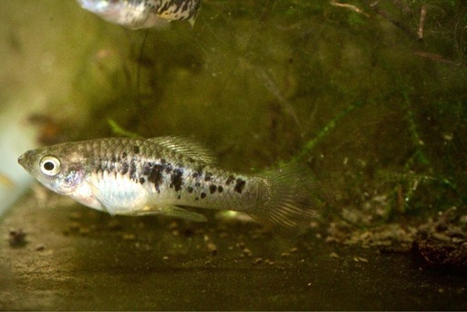 卵胎生メダカジフォフォールス　エブリナエ　テコルティア　リバー1ペア
