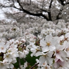 【花見🌸】見沼田んぼの桜回廊巡り - 地域/お祭り