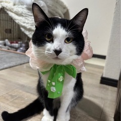 黒白猫くんの次郎君