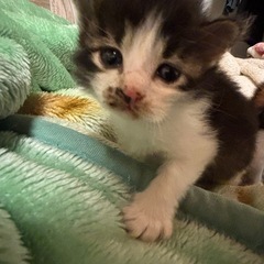 子猫2匹