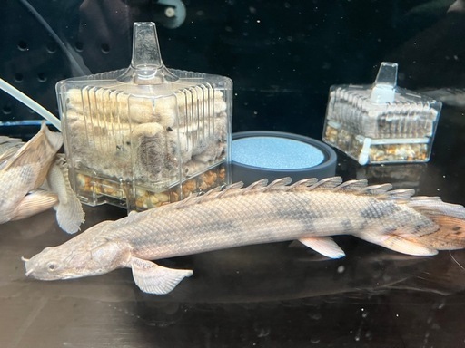 ポリプテルスエンドリケリー　古代魚　水槽整理
