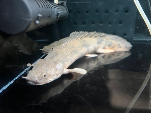 ポリプテルスエンドリケリー　古代魚　水槽整理