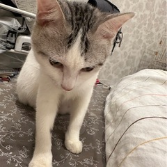 兄弟猫の三郎君と志朗君