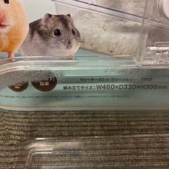 ハムスター ゲージの画像