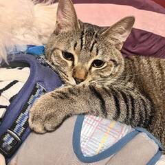 in日進市☆サクラ祭り☆保護猫をオウチに迎えよう☆2025年3月...
