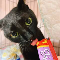 in日進市☆サクラ祭り☆保護猫をオウチに迎えよう☆2025年3月23日（日）～ 非営利団体「ちーむ にゃいんず」 - 日進市