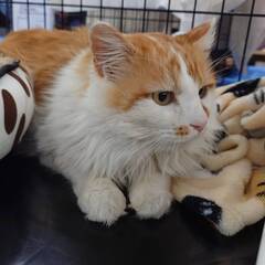 in日進市☆サクラ祭り☆保護猫をオウチに迎えよう☆2025年3月23日（日）～ 非営利団体「ちーむ にゃいんず」 - 地域/お祭り