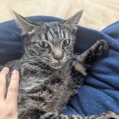 in日進市☆サクラ祭り☆保護猫をオウチに迎えよう☆2025年3月23日（日）～ 非営利団体「ちーむ にゃいんず」 − 愛知県