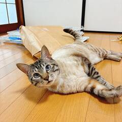 in日進市☆サクラ祭り☆保護猫をオウチに迎えよう☆2025年3月23日（日）～ 非営利団体「ちーむ にゃいんず」 - イベント