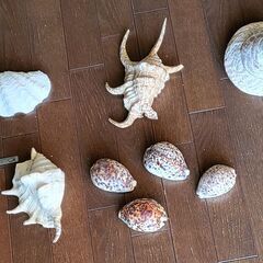 タカラガイの中古が安い!激安で譲ります・無料であげます タカラガイの中古が安い!激安で譲ります・無料であげます