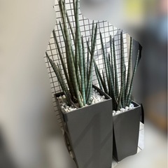 フェイクグリーン2個の画像