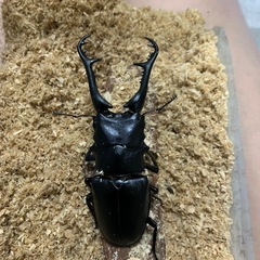 ギラファノコギリクワガタ(ケイスケ)オス単品
の画像