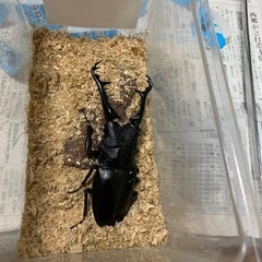 ギラファノコギリクワガタ(ケイスケ)オス単品
の画像