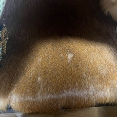 断捨離中‼️ 五月人形の画像