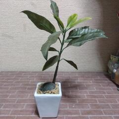 厚木方面🆗植物