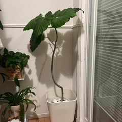 観葉植物　ウンベラータ　今週限定価格！