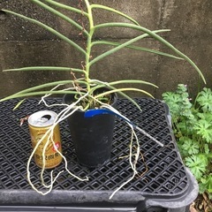 ボウフウキラン