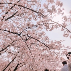 お花見🌸ウォーキング会