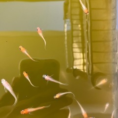 メダカ　紅白メダカ　12匹　3/17