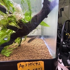 アピストグラマ.エリザベサエ（リオ　イサナ）♀ワイルド
