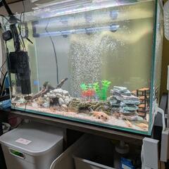 （交渉中）コリドラスなど生体