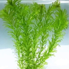 水草 アナカリス 8本 無農薬 アクアリウム