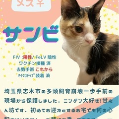 やんちゃな三毛女⭐︎サンビ