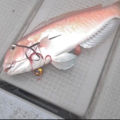 釣り　アマダイ、オオアジ釣り行きたい方募集