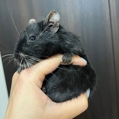 【譲渡完了しました】デグー 計6匹 譲渡します。
