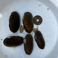 水草取り放題の方に入れときます！マツカサ貝だヨッ!、タナゴ繁殖等に!!