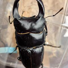 83.7mm  国産オオクワガタ♂1♀2セット　♂国産83.7m...