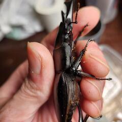 国産オオクワガタ♂1♀2セット　♂国産82.6mm♀1国産50.6mm♀2能勢産53.2mmの画像