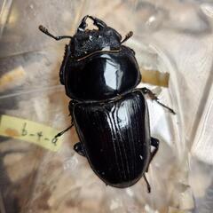 国産オオクワガタ♂1♀2セット　♂国産82.6mm♀1国産50.6mm♀2能勢産53.2mmの画像