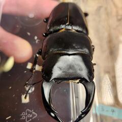 国産オオクワガタ♂1♀2セット　♂国産82.6mm♀1国産50.6mm♀2能勢産53.2mmの画像