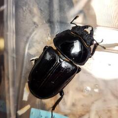 国産オオクワガタ♂1♀2セット　♂国産82.6mm♀1国産50.6mm♀2能勢産53.2mmの画像