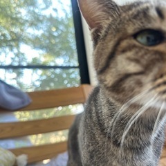 カラスから襲われかけてた米じろう！ぐるぐる尻尾のキジオス - 猫