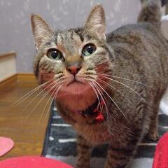 甘えん坊なキジ猫