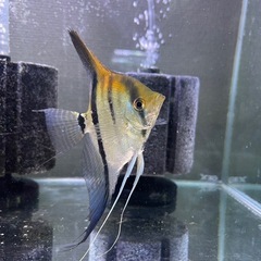 レッドショルダーエンゼル　ペア　　熱帯魚