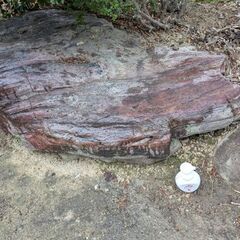 6月14日の午前中10:30～12:30と6月28日土曜日・
12:00-13:00・
16:30～暗くなる頃まで。 剪定済みの木々②★石★庭石★外構★DIY★サルスベリ★椿★紅葉★和風庭園★ 大きな庭石、小さな庭石、飛び石、松の木、サザンカ、その他の木、灯篭、飾り岩、水鉢など、石碑、譲りますの画像