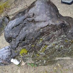 6月14日の午前中10:30～12:30と6月28日土曜日・
12:00-13:00・
16:30～暗くなる頃まで。 剪定済みの木々②★石★庭石★外構★DIY★サルスベリ★椿★紅葉★和風庭園★ 大きな庭石、小さな庭石、飛び石、松の木、サザンカ、その他の木、灯篭、飾り岩、水鉢など、石碑、譲りますの画像