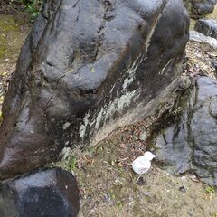 6月14日の午前中10:30～12:30と6月28日土曜日・
12:00-13:00・
16:30～暗くなる頃まで。 剪定済みの木々②★石★庭石★外構★DIY★サルスベリ★椿★紅葉★和風庭園★ 大きな庭石、小さな庭石、飛び石、松の木、サザンカ、その他の木、灯篭、飾り岩、水鉢など、石碑、譲りますの画像