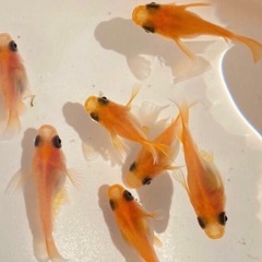 出目💕パンダ.ダルマ.メダカほぼ成魚⒍匹+α５匹【計.11.匹 】女性に人気‼︎.匹数増やしました。の画像